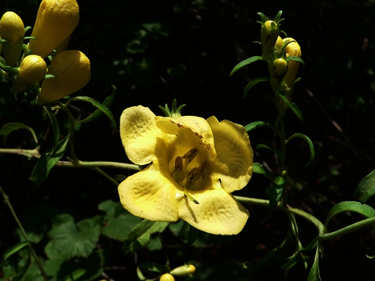{Aureolaria flava}